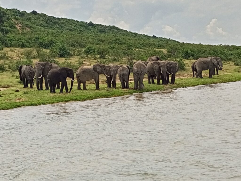 kazinga channel boat wildlife safari