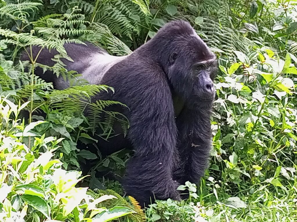 Ugandas national parks