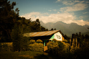 Rwenzori turaco view camp